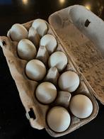 Loopeenden eieren, Dieren en Toebehoren, Ophalen, Zo goed als nieuw