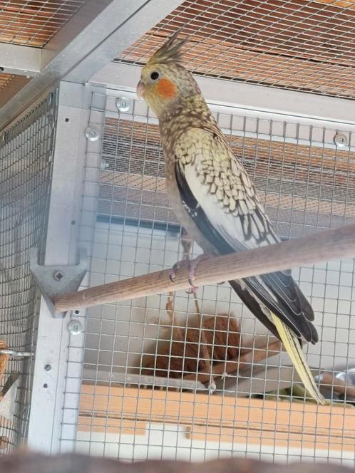 Jonge valkparkieten, Dieren en Toebehoren, Vogels | Parkieten en Papegaaien, Geringd