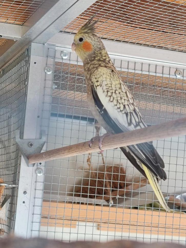 Jonge valkparkieten, Dieren en Toebehoren, Vogels | Parkieten en Papegaaien, Geringd