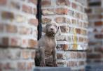 Korthaar Weimaraner Puppies met FCI stamboom, België, 8 tot 15 weken, CDV (hondenziekte), Meerdere