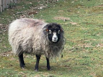 Ouessant ooi schimmel beschikbaar voor biedingen