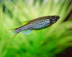 Luipaard danio, Vis, Zoetwatervis, Schoolvis