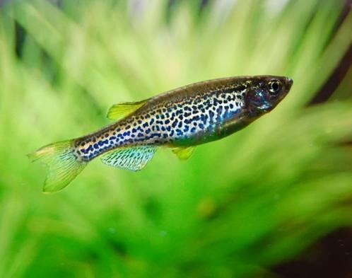 Luipaard danio, Dieren en Toebehoren, Vissen | Aquariumvissen, Zoetwatervis, Vis, Schoolvis