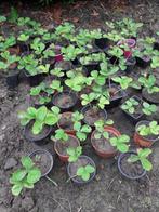 Aardbei planten darselect vaste plant, Tuin en Terras, Planten | Tuinplanten, Ophalen, Vaste plant