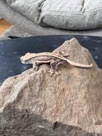 Gecko à crête - Correlophus cilliatus Lily White, Animaux & Accessoires, Lézard, 0 à 2 ans