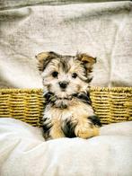 Belgische Morki (York-maltezer) pupjes te koop, CDV (hondenziekte), Meerdere, Klein, 8 tot 15 weken