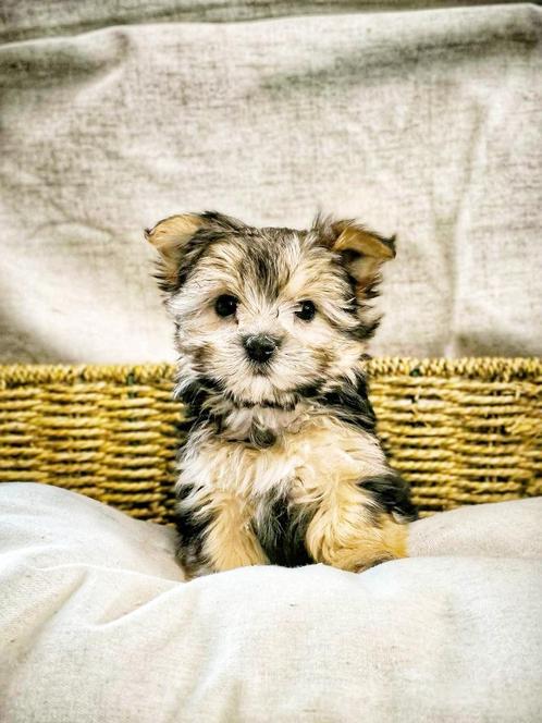 Belgische Morki (York-maltezer) pupjes te koop, Dieren en Toebehoren, Honden | Niet-rashonden, Klein, Meerdere dieren, Fokker | Professioneel