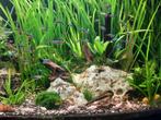 80 a 100 tal neon tetras visjes, Dieren en Toebehoren, Vissen | Aquariumvissen