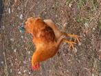 new hampshire haan, Dieren en Toebehoren, Pluimvee