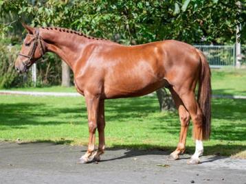 4 jarige ruin van Orak D'hamwyck springt oefenparcours  beschikbaar voor biedingen
