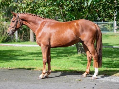 4 jarige ruin van Orak D'hamwyck springt oefenparcours, Dieren en Toebehoren, Paarden, Ruin, Zadelmak, 160 tot 165 cm, 3 tot 6 jaar
