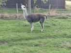 Grijze alpaca merrie, Dieren en Toebehoren, Mei, Vrouwelijk