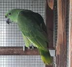 Grote geelnekamazone poppen, Dieren en Toebehoren, Vogels | Parkieten en Papegaaien, Vrouwelijk, Papegaai, Geringd