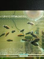 Zwaarddragers 1€, Vis, Zoetwatervis