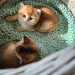 Britse korthaar kittens met stamboom, Dieren en Toebehoren, Meerdere dieren, 0 tot 2 jaar, Gechipt