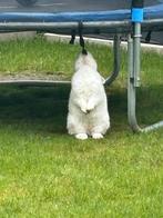 konijn met een kooi, Juli, Vrouwelijk