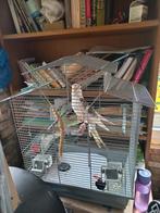 Te koop valkparkiet, Dieren en Toebehoren, Ophalen