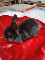 3 mannelijke dwergkonijnen, Dieren en Toebehoren, Konijnen