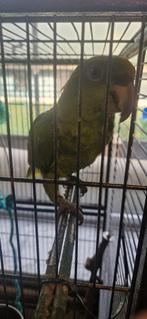 Amazone geelnek geelvoorhoofd, Dieren en Toebehoren, Mannelijk, Papegaai, Pratend