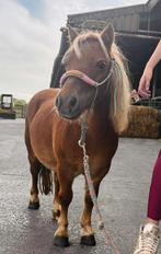 Lieve sherlander