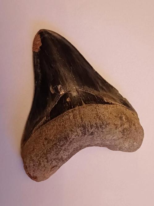 Megalodon tand - 11,5 cm (maximale lengte) - haai, Verzamelen, Mineralen en Fossielen, Fossiel, Ophalen of Verzenden