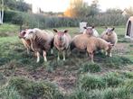 Schapen, Dieren en Toebehoren, Schapen, Geiten en Varkens, Meerdere dieren, Schaap, 0 tot 2 jaar