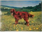 Irish Setter, Envoi, Affranchie, Chien ou Chat