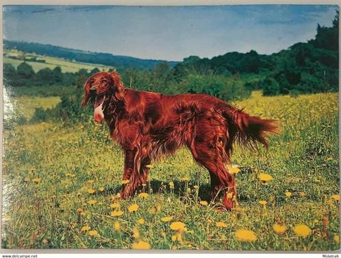 Irish Setter, Collections, Cartes postales | Animaux, Affranchie, Chien ou Chat, Envoi