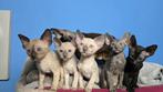 Cornish rex kittens (Blue, Seal Point, Blue Point, Black), Meerdere dieren, Gechipt, 0 tot 2 jaar