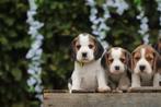 Beagle pups, Belgisch fokker van Beagletjes, België, Beagle, 8 tot 15 weken, CDV (hondenziekte)