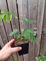 Perzische slaapboom | albizia | stek, Tuin en Terras, Ophalen of Verzenden