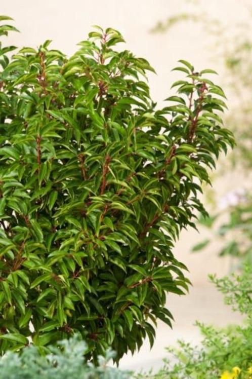 Portugese laurier 50-60 cm in pot 7,5L breder blad, Tuin en Terras, Planten | Struiken en Hagen, Haag, Laurier, Minder dan 100 cm