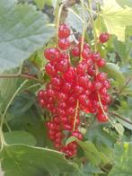 bio rode bessen, Ophalen