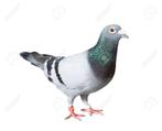 op zoek naar jonge vliegduif, Dieren en Toebehoren, Vogels | Duiven