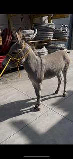 2 tamme mini-ezels te koop(lage prijs), Dieren en Toebehoren, Paarden, Minder dan 160 cm, Ruin, Niet van toepassing, 0 tot 2 jaar