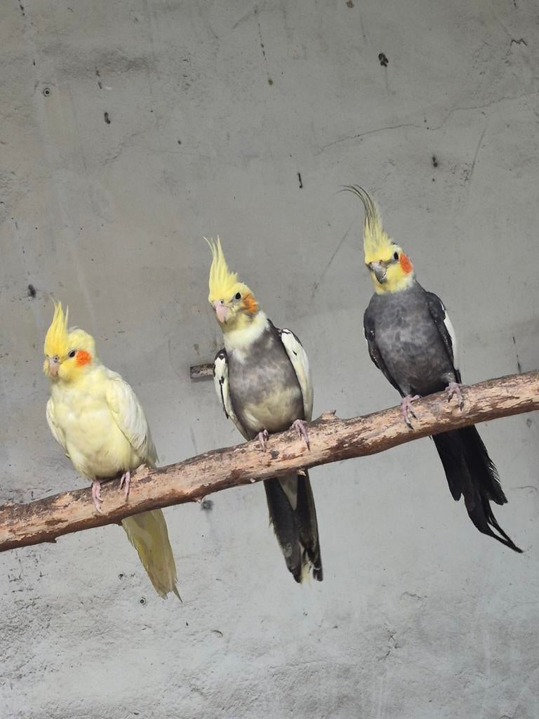 A vendre 10 calopsite, Dieren en Toebehoren, Vogels | Parkieten en Papegaaien