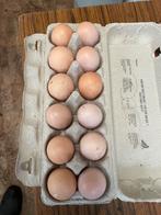 Œufs à éclore O Shamo, Enlèvement, Comme neuf