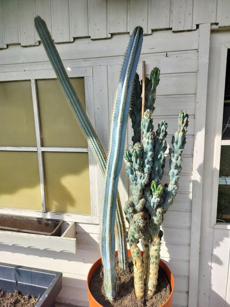 Mooie grote cactussen, Ophalen