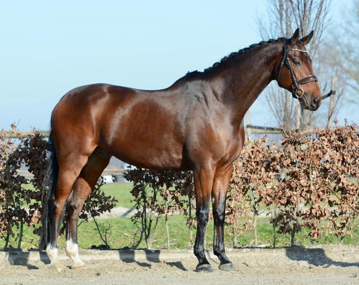 Allround dressuurpaard, Animaux & Accessoires, Chevaux, Hongre, M, 170 à 175 cm, 11 ans ou plus, Cheval de dressage, Avec pedigree