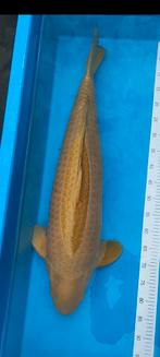 Jumbo chagoi +/-86 cm., Dieren en Toebehoren