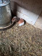 Cavia beertje, Dieren en Toebehoren, Knaagdieren, Cavia, Mannelijk, Januari, Tam