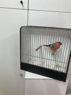 Noorse goudvinken, Dieren en Toebehoren, Vogels | Overige Vogels, Meerdere dieren, Wildzangvogel