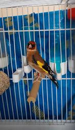 Chardonneret parva d'Algérie baguè DZ 2.5 année 2024, Sexe inconnu, Canari chanteur