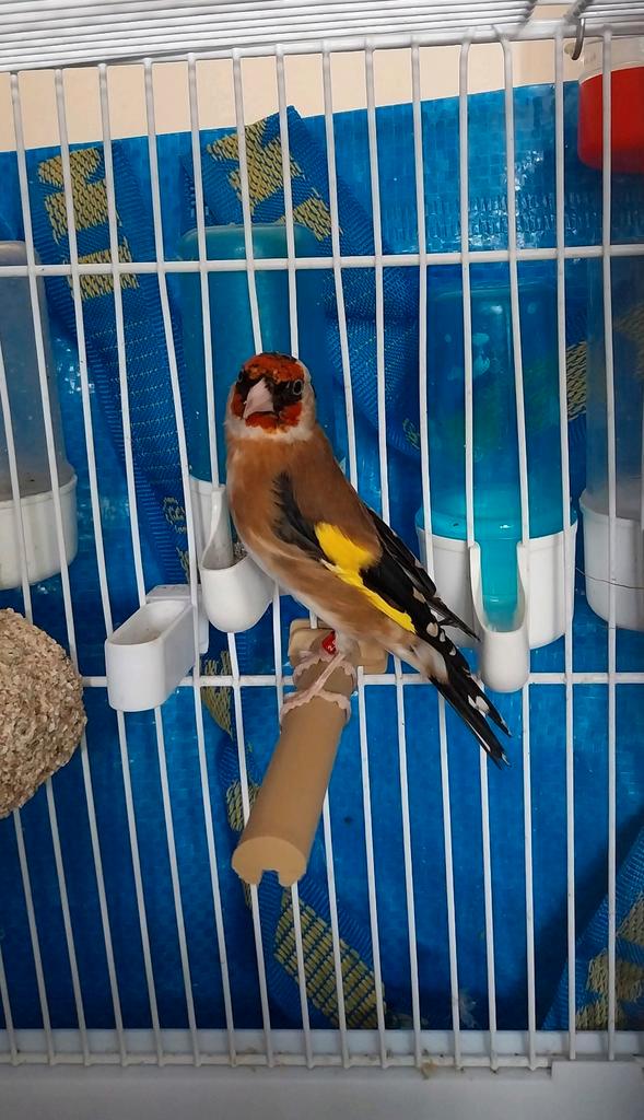 Chardonneret parva d'Algérie baguè DZ 2.5 année 2024, Animaux & Accessoires, Oiseaux | Canaris, Canari chanteur, Sexe inconnu