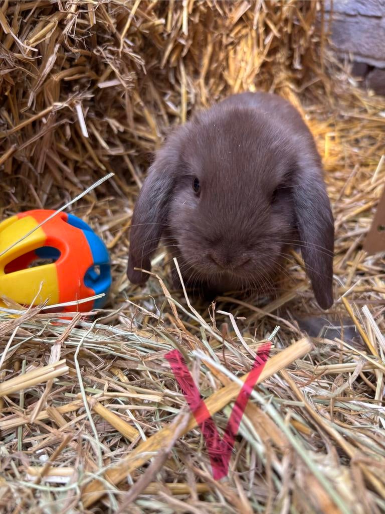 Lieve mini lop voedster zoekt gouden thuis, Vrouwelijk, Klein, Hangoor, 0 tot 2 jaar