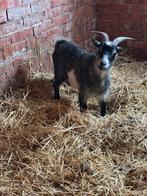 Gecastreerde bok, Dieren en Toebehoren, Mannelijk, Geit, 0 tot 2 jaar