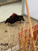 Roul roul kwartel, Dieren en Toebehoren, Vogels | Overige Vogels, Mannelijk, Tropenvogel