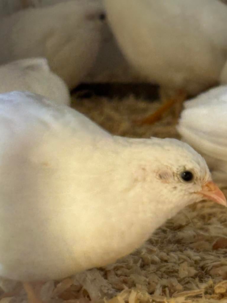 Chinese dwergkwartels