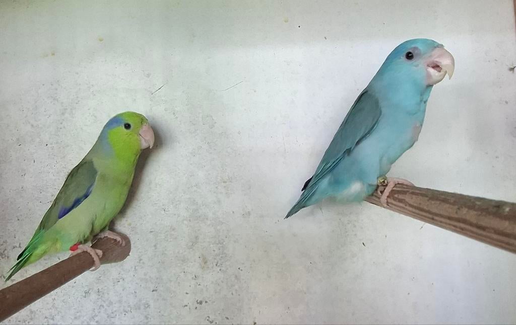 koppel papegaaien (Forpus