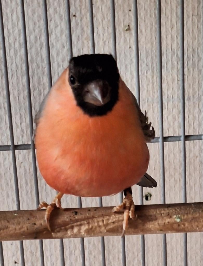 Oiseaux, Animaux & Accessoires, Mâle, Oiseau chanteur sauvage, Bagué